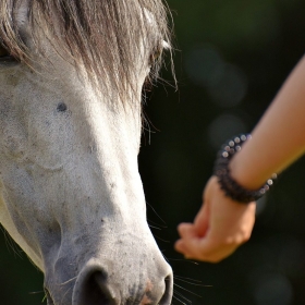 Pferdegestütztes Coaching