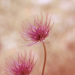 Psychosoziale Beratung Deliah Vanek