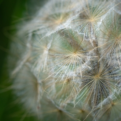 Nervensystem Beratung