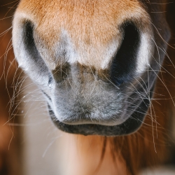 pezibear-horse-7858365