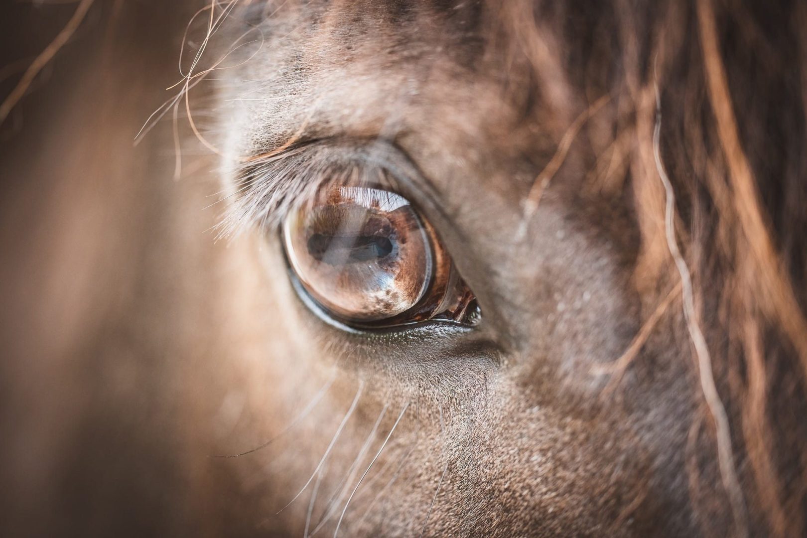 Beratung für Tierbesitzer*innen